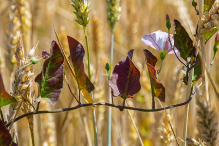 Field bindweed or Convolvulus arvensis European bindweed Creeping Jenny Possession vine herbaceous...