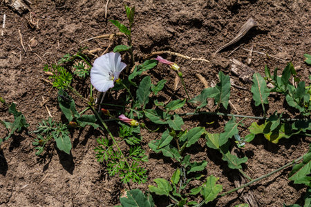 Field bindweed or Convolvulus arvensis European bindweed Creeping Jenny Possession vine herbaceous perennial plant with open and closed white flowers surrounded with dense green leaves.の写真素材