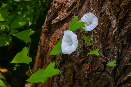 Field bindweed or Convolvulus arvensis European bindweed Creeping Jenny herbaceous perennial plant...