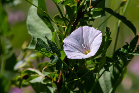 Field bindweed or Convolvulus arvensis, also known as European bindweed, is a herbaceous perennial...