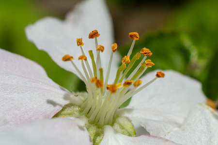 Delicate flower displays vibrant yellow stamens at its center surrounded by soft white petals and rich green foliage illuminated by bright sunlight in spring.の写真素材