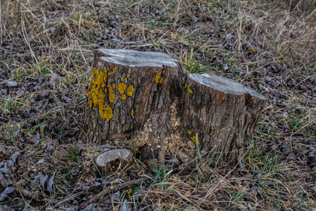 A large wooden stump displays bright yellow lichen on its surface surrounded by dried grass and...
