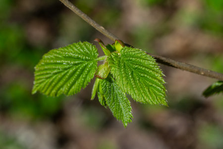 Fresh green leaves of Tussilago farfara appear in early spring signifying the seasonal change in a...