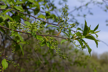 Branches of Prunus padus showcase new green leaves and budding flowers under bright spring sunlight...