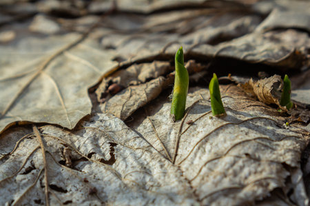Newly sprouted Arum maculatum plants with glossy arrow-shaped leaves emerge from a layer of brown...