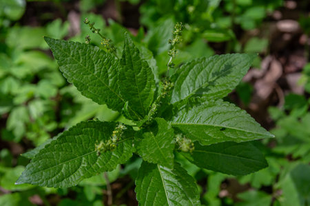 Exploring a forest in spring reveals Dog's Mercury Mercurialis perennis with its rich green foliage...