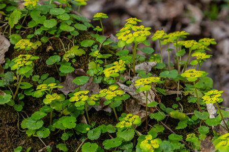 Bright yellow flowers of Chrysosplenium alternifolium bloom among rich green leaves in a shaded...