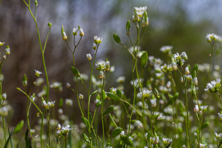 Delicate white flowers of Draba verna emerge among vibrant green leaves in a lively natural...