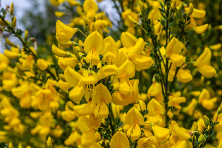 Bright yellow flowers of Scotch Broom flourish in a lush garden setting. The trifoliate leaves complement the cheerful blooms adding vibrancy to the spring landscape.の写真素材