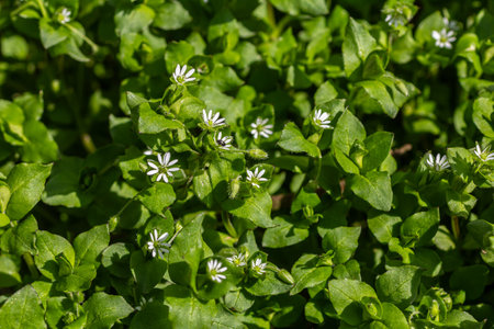Small white flowers of common chickweed dot lush green leaves thriving in a sunny garden. This...