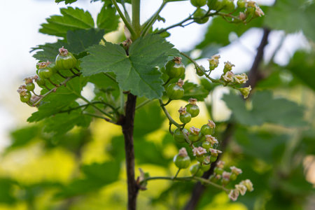 Clusters of unripe green currant berries are seen on a bush surrounded by vibrant green leaves in a sunny garden setting during early summer.の写真素材