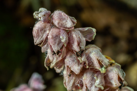 Common Toothwort Lathraea squamaria displays its distinctive pinkish flowers in a forest. The lush...