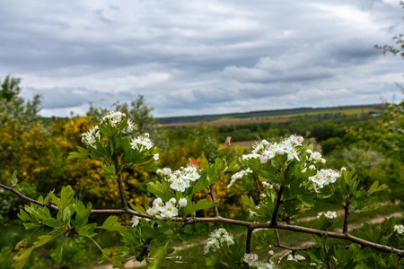 Blooming white flowers adorn a branch while lush green hills stretch into the distance all set under a dramatic cloudy sky during springtime.の写真素材