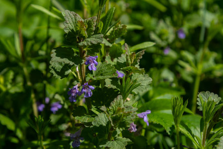 Ground-ivy also known as Glechoma hederacea showcases vibrant green leaves and delicate purple flowers flourishing amidst lush grass in a spring garden.の写真素材