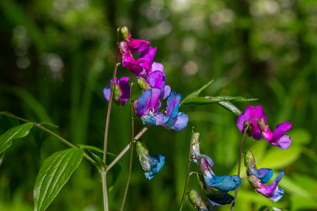 Vibrant two-toned flowers of Lathyrus sylvestris thrive in a verdant setting highlighting the charm of wild flora during the blossoming season.の写真素材