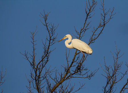 Ardea alba modesta rests gracefully on a leafless tree branch under a bright blue sky showing its distinctive white plumage.の写真素材