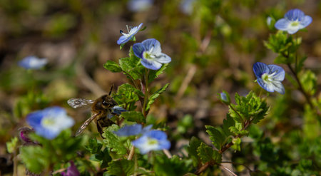 Bright blue germander speedwell flowers attract a bee seeking nectar in a vibrant garden under the warm spring sun.の写真素材