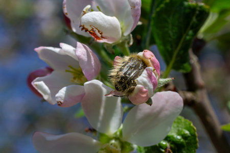Small hairy rose beetle rests on soft pink apple blossoms surrounded by fresh green leaves under...
