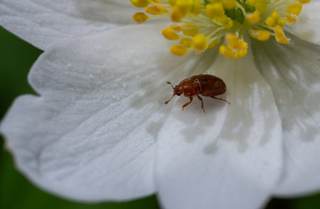 A small brown insect rests on a delicate white flower with vibrant yellow stamens highlighting...