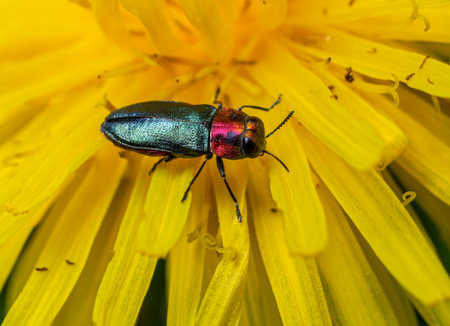 A colorful beetle perches on the petals of a yellow dandelion flower showcasing its iridescent body under warm sunlight in a garden setting during spring.の写真素材