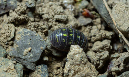 Pill bug rests on a mix of rocks and soil showing its dark shell marked with yellow stripes...