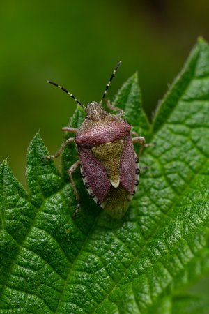 This close-up captures a brown marmorated stink bug perched on a green leaf showing its detailed...