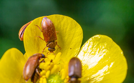 Brown beetles are busy gathering pollen from bright yellow buttercup flowers surrounded by lush greenery on a warm spring day creating a lively garden atmosphere.の写真素材