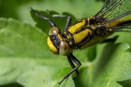 Gomphus vulgatissimus perched on vibrant green leaves showcasing its striking black body and bright yellow stripes while basking in the warm sunlightの写真素材