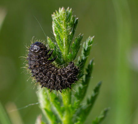 A black and spiky larva of Galeruca tanaceti is actively consuming leaves on a plant amidst vibrant green foliage in a spring garden habitat.の写真素材