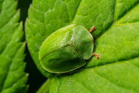 Bright green beetle resting on vibrant green leaf in a lush garden during sunny daytime.