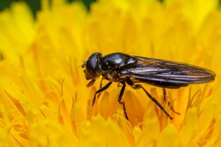Green drone fly Eristalinus aeneus perched on vibrant yellow flower collecting nectar on a warm...