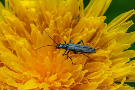 Black elongated body of a longhorn beetle with long antennae is perched on vibrant yellow flower petals showcasing a moment of nature in a garden.の写真素材