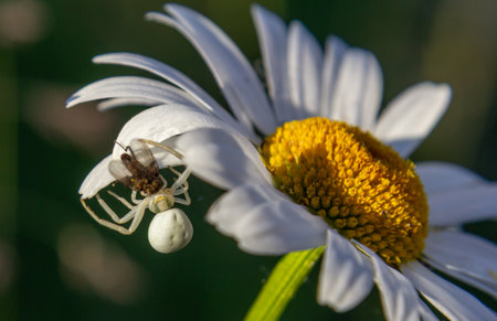Bright daisy flower with a white spider positioned on its petal engaged in a predatory activity under the warm sun in a lush garden environment.の写真素材