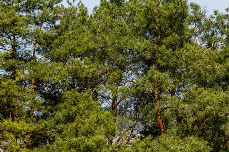 Tall, lush pine trees dominate the landscape, creating a peaceful atmosphere. Their rich green foliage contrasts beautifully against the clear blue sky, showing nature's beauty.の写真素材