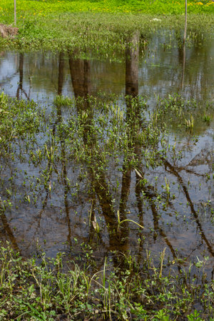 Still water reflects the trees above while surrounding greenery flourishes in Ternopil oblast in...