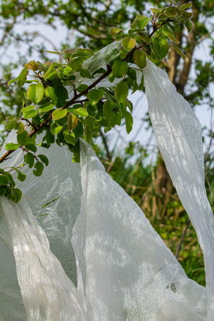 A branch with vibrant green leaves is tangled with white plastic waste, highlighting environmental pollution in a serene outdoor area under clear skies.の写真素材