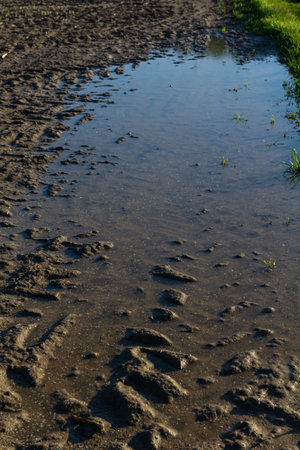 Puddle forms on muddy terrain showcasing rich textures and soft ripples with grass lining the edge under bright sunlight following a rain shower.の写真素材