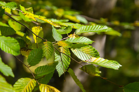 Selective focus of European hornbeam or carpinus betulus in the garden, Small leafed plant which...