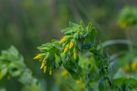 In spring, Cerinthe minor grows in the wild, field weed in the grass.の写真素材
