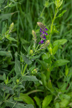Salvia nemorosa, forest sage, beautiful bright color, violet blue flowers in bloom, muscadine flowering ornamental plants in the garden.の写真素材