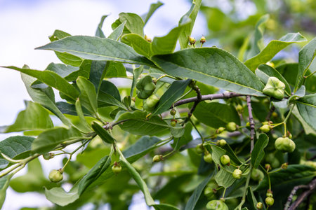 Flowering European spindle tree, Euonymus europaeus, flowering plant.の写真素材
