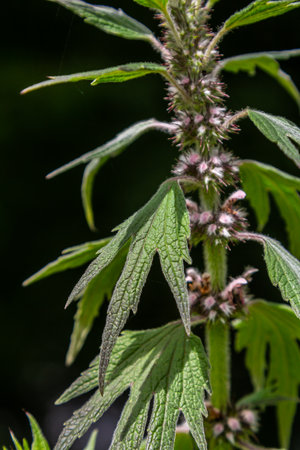 Leonurus cardiaca, known as motherwort. Other common names include throw-wort, lion's ear, and...