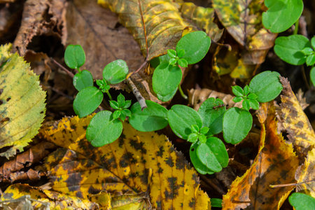 Hornbeam Carpinus betulus tree sprouts germinated in the wild in the forest from seed.