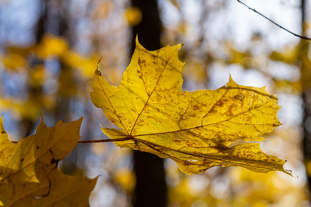 Autumn yellow maple leaf among green foliage. Early Autumn.