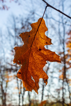Oak leaves turning colors still on the branches of the tree being backlit by the bright sunlight of...