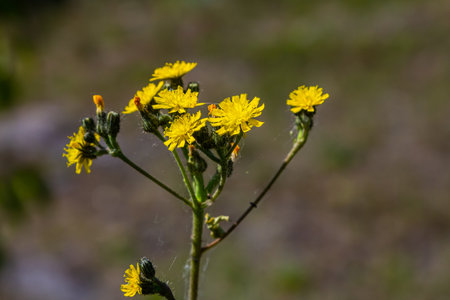 Hieracium laevigatum or smooth hawkweed. Hieracium, known by the common name hawkweed and...