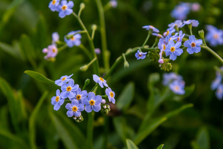 Myosotis scorpioides true or water forget me not. Turkish name Unutma beni cicegi.の写真素材
