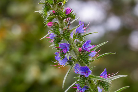 The Echium vulgare flower is a species of herbaceous plant, family Boraginaceae.
