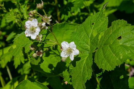 Flower of European dewberry Rubus caesius in the summer.