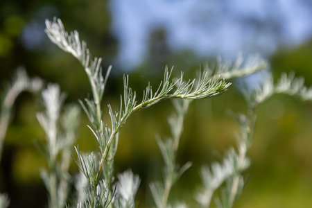 A type of wormwood grows in the wild - Artemisia marschalliana.の写真素材